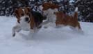 Beagles Donna und Odetta im Schnee